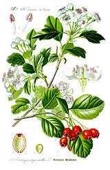160px-illustration_crataegus_laevigata1.jpg
