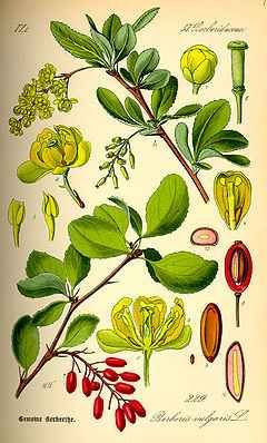 240px-illustration_berberis_vulgaris0.jpg