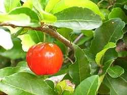 250px-malpighia_glabra3.jpg