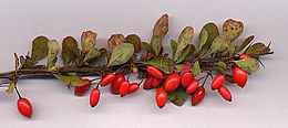 260px-berberis_thunb_frt.jpg
