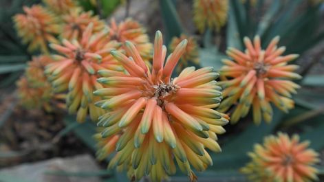 aloe-vera-247157_640.jpg
