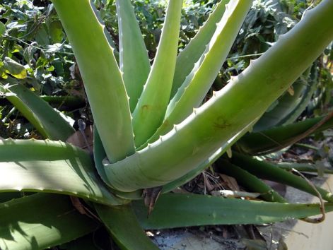 aloe-vera-262725_640.jpg