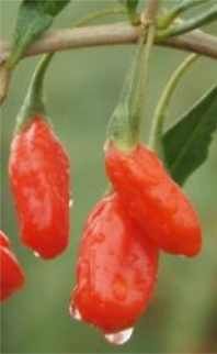 berries3.jpg