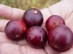 camucamu_medium.jpg