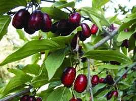 cornusmas5.jpg