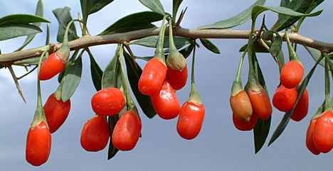 goji_berry__kinai_farkasbogyo_345862_67765_n.jpg
