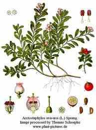 images_11medveszolo.jpg