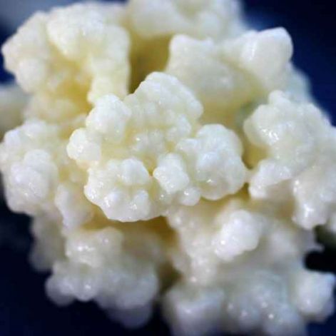 kefir_1gomba_kef.jpg